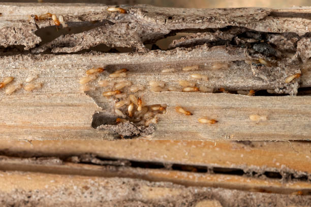 Best Pest Prevention Services  in Landisville, PA